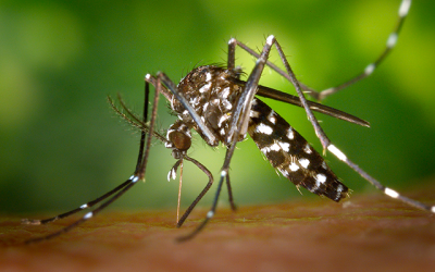 Homeopatía para picaduras de mosquito