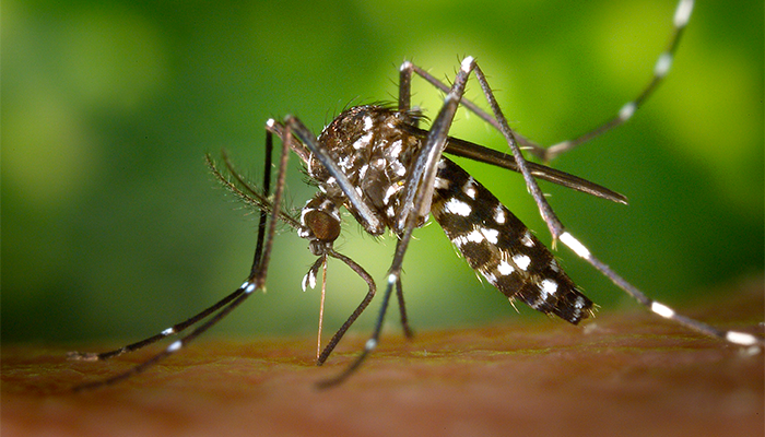 Homeopatía para picaduras de mosquito