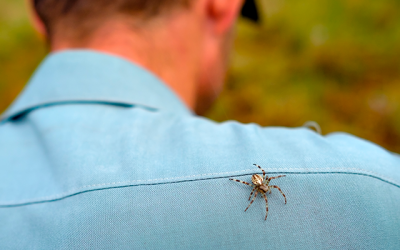 ¿Cómo actuar ante una ‘picadura de araña’?