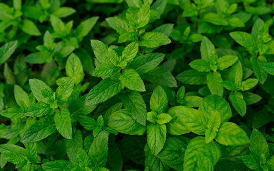 Propiedades terapéuticas de la menta